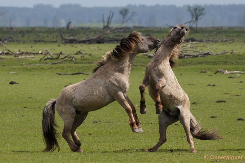 _DSC4354-2.JPG - Oostvaardersplassen