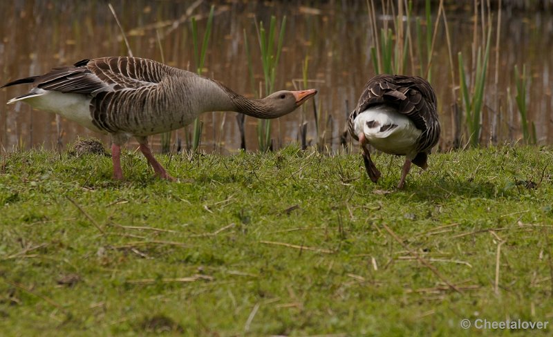 _DSC4708-2.JPG - Oostvaardersplassen