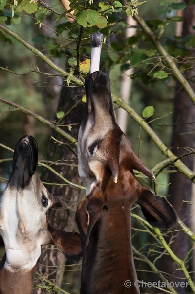 _DSC5368.JPG - Safaripark Beekse Bergen