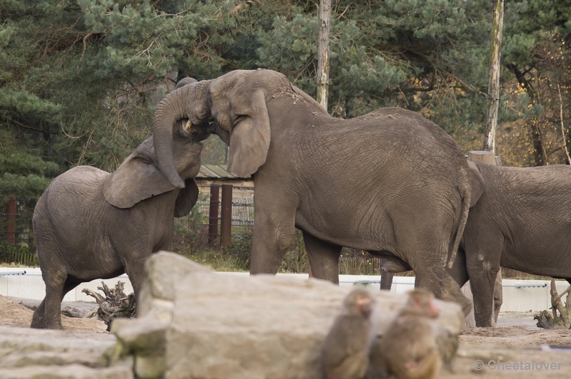 _DSC5406.JPG - Safaripark Beekse Bergen