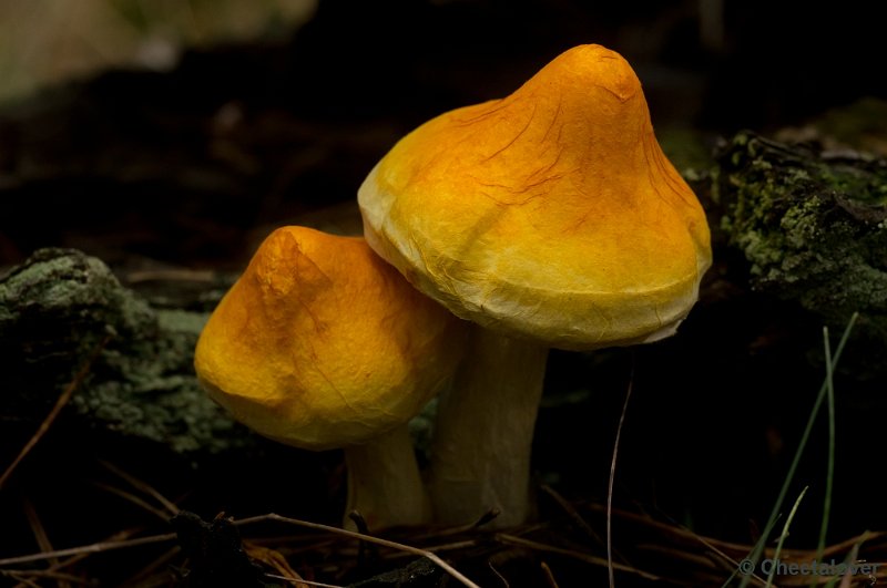 _DSC2714.JPG - Park de Hoge Veluwe