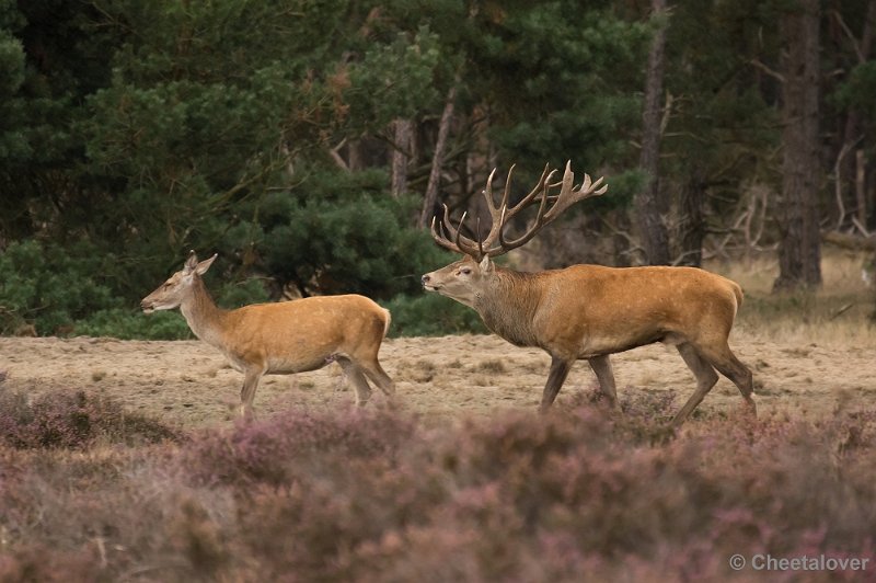 _DSC2805.JPG - Park de Hoge Veluwe, Bronstijd