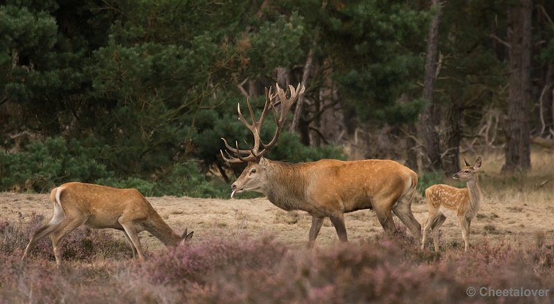 _DSC2823.JPG - Park de Hoge Veluwe, Bronstijd