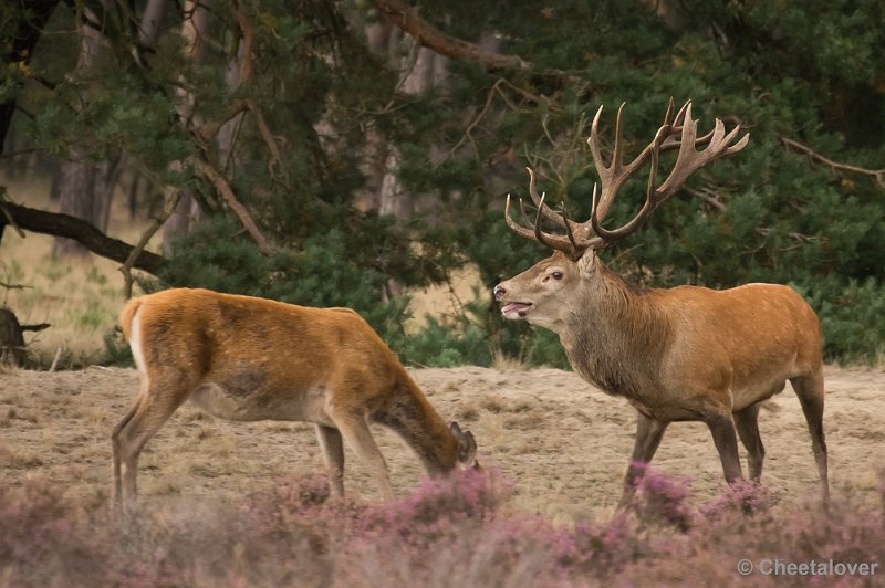 _DSC2830.JPG - Park de Hoge Veluwe, Bronstijd