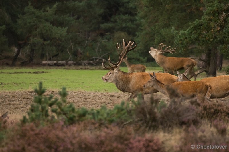 _DSC2832.JPG - Park de Hoge Veluwe, Bronstijd