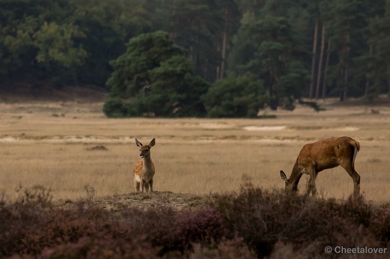 _DSC2879.JPG - Park de Hoge Veluwe, Bronstijd