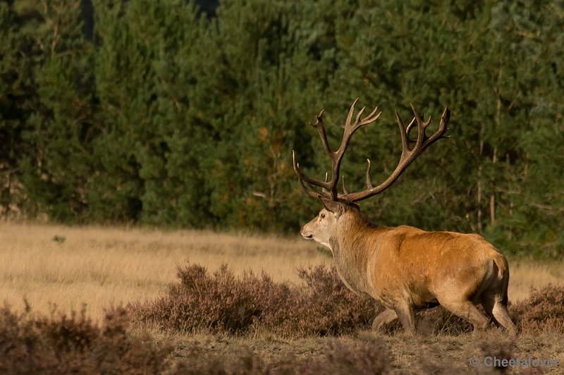 _DSC2886.JPG - Park de Hoge Veluwe, Bronstijd