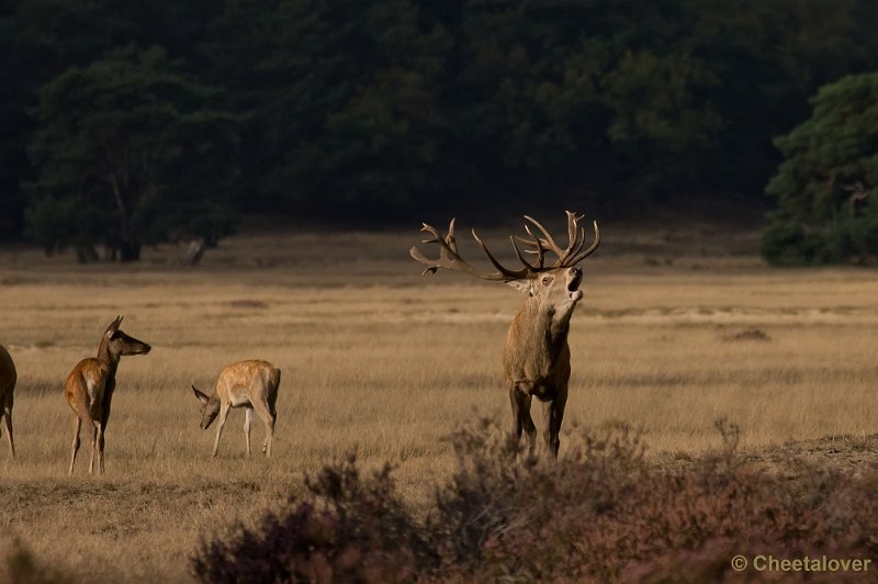 _DSC2891.JPG - Park de Hoge Veluwe, Bronstijd