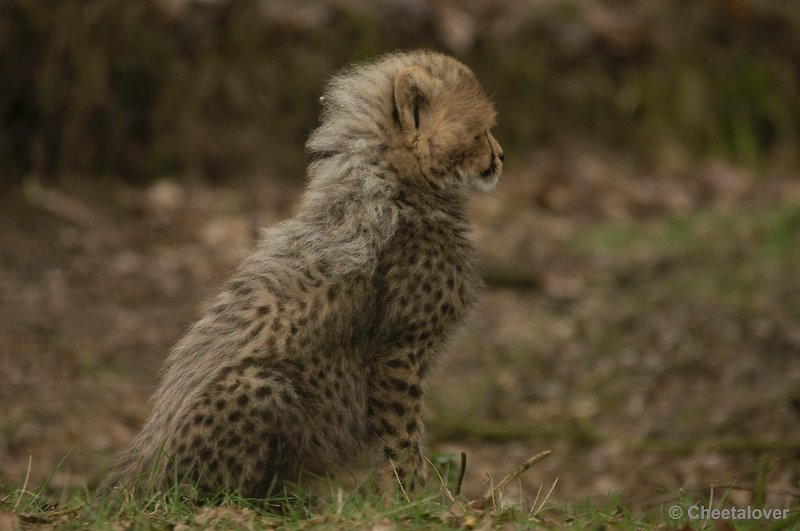 _DSC8380.JPG - Safaripark Beekse Bergen