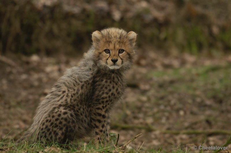 _DSC8381.JPG - Safaripark Beekse Bergen