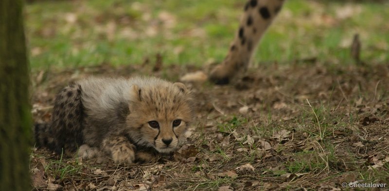 _DSC8385.JPG - Safaripark Beekse Bergen