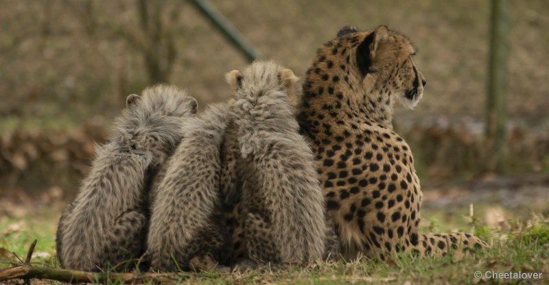 _DSC8582.JPG - Safaripark Beekse Bergen