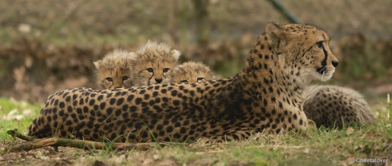 _DSC8609.JPG - Safaripark Beekse Bergen