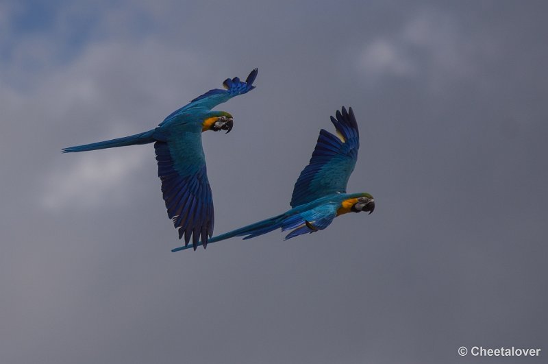 _DSC7273.JPG - Diergaarde Blijdorp