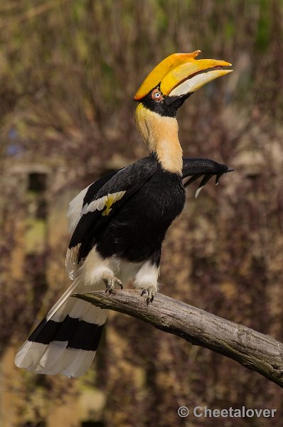 _DSC7374.JPG - Diergaarde Blijdorp