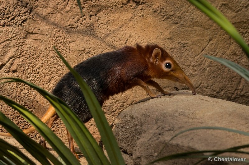 _DSC7523.JPG - Diergaarde Blijdorp