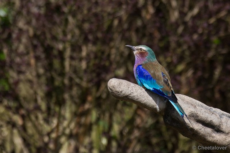 _DSC7584.JPG - Diergaarde Blijdorp