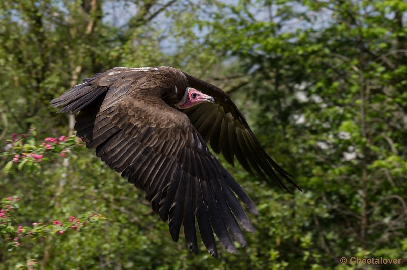 _DSC7609.JPG - Diergaarde Blijdorp