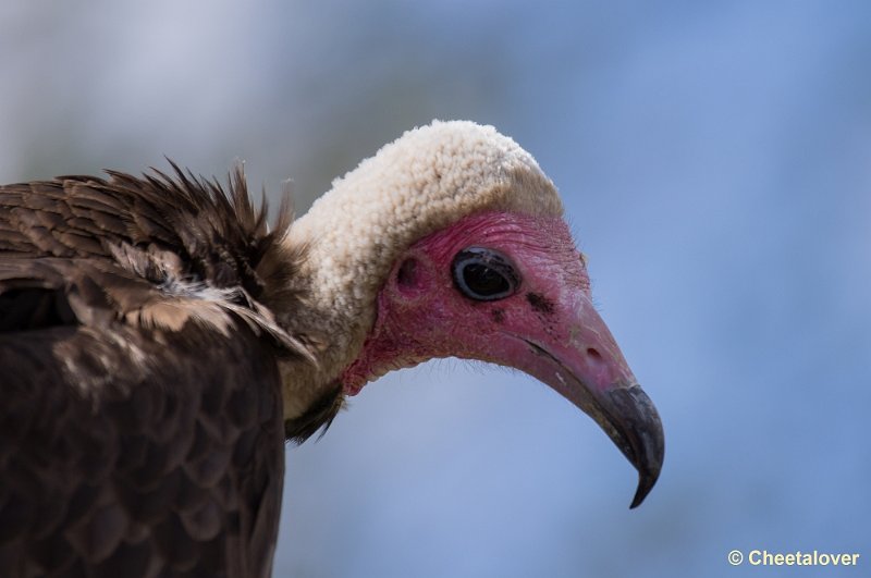 _DSC7667.JPG - Diergaarde Blijdorp