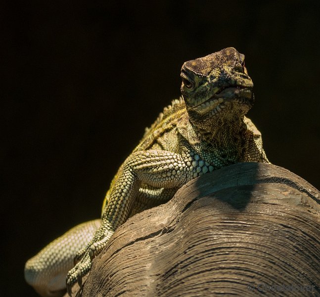 _DSC7829.JPG - Diergaarde Blijdorp