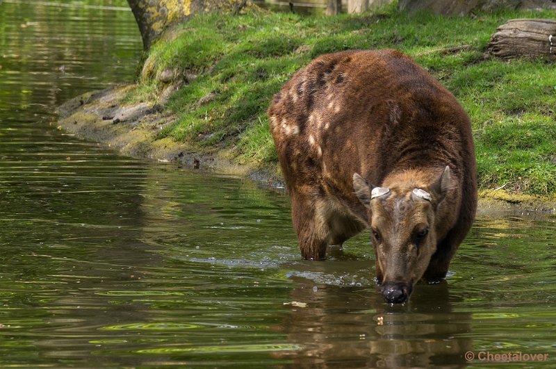 _DSC7851.JPG - Diergaarde Blijdorp