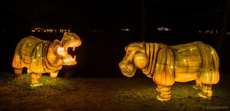 _DSC2881.JPG - Safaripark Beekse Bergen - China By Light