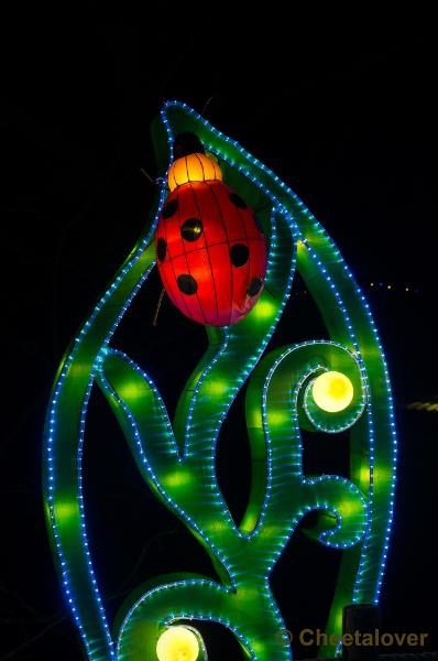 _DSC2946.JPG - Safaripark Beekse Bergen - China By Light