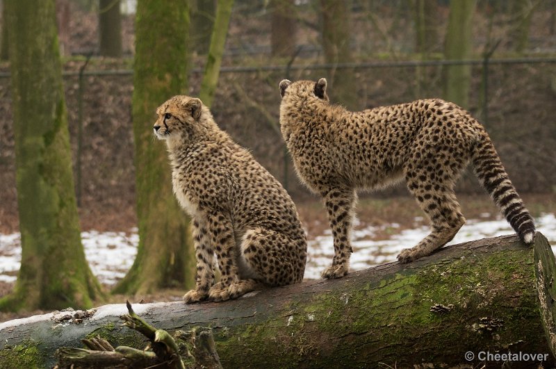 _DSC2828.JPG - Burger's Zoo, Safaripark