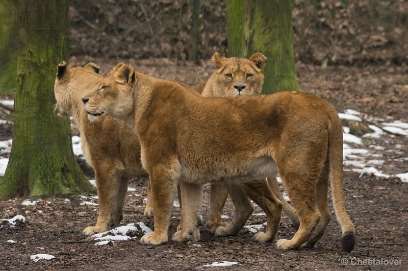 _DSC2960.JPG - Burger's Zoo, Safaripark