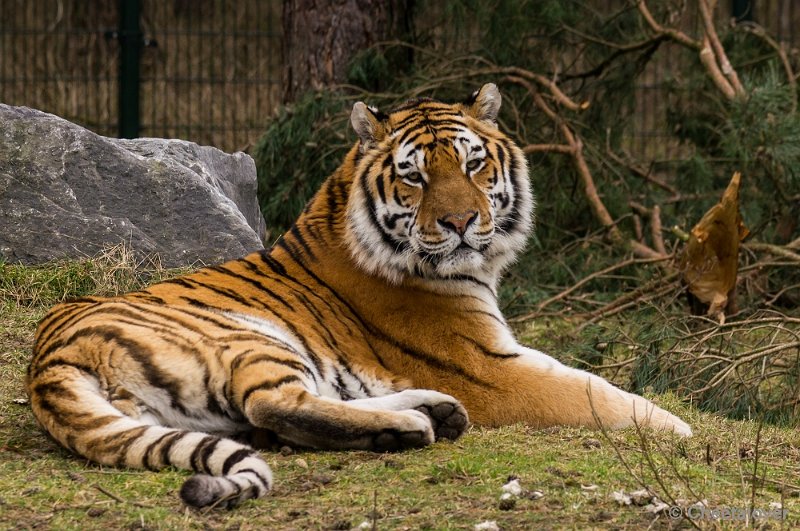 _DSC3628.JPG - Safaripark Beekse Bergen