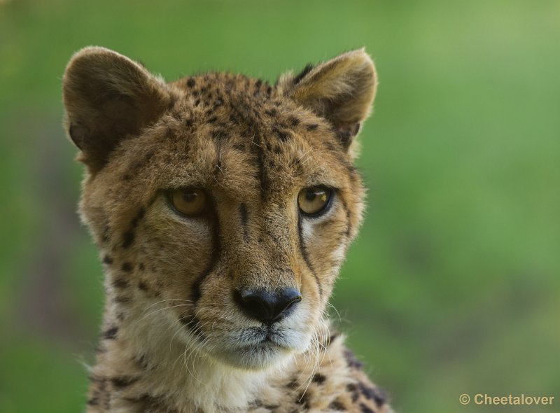 _DSC4845.JPG - Zoo Parc Overloon