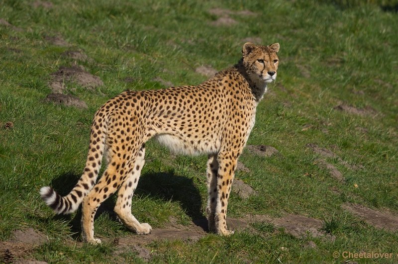 _DSC4856.JPG - Zoo Parc Overloon