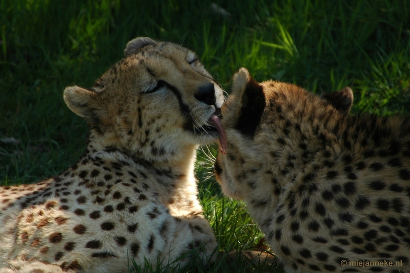 DSC_5078.JPG - Overloon zoo parc 2011