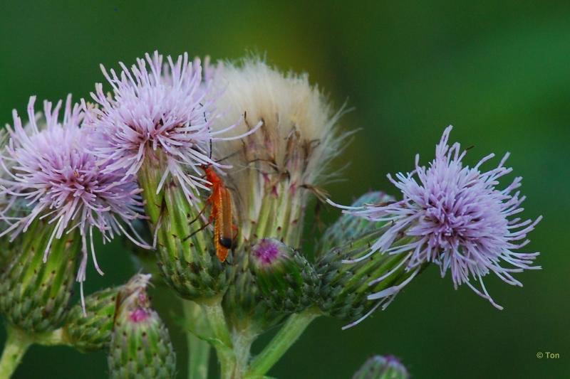 sized_DSC_2764.JPG - kleine rode weekschildkever op een distel