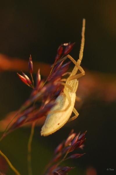 sized_DSC_2651.JPG - witte spin