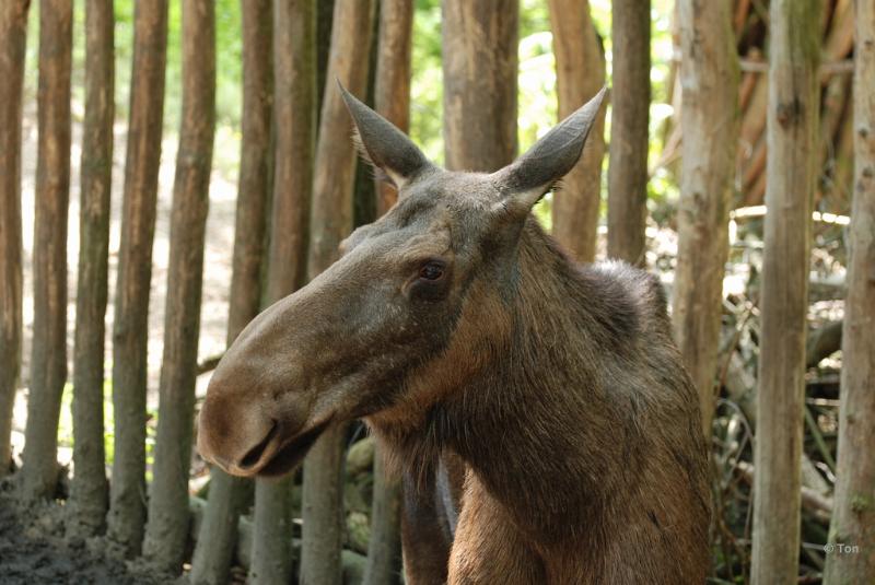 sized_DSC_4664.JPG - Eland