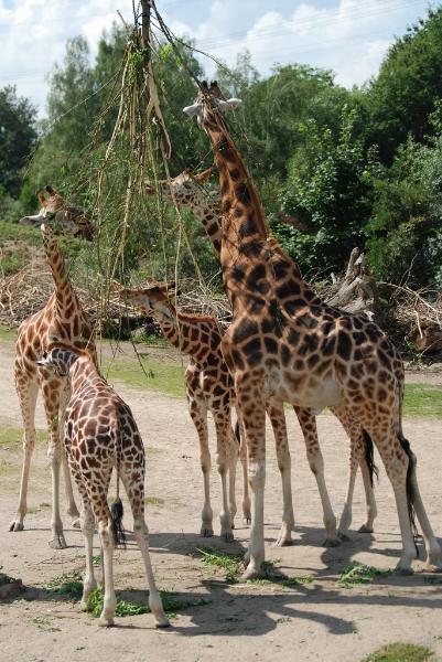 sized_DSC_4774.JPG - Giraffe