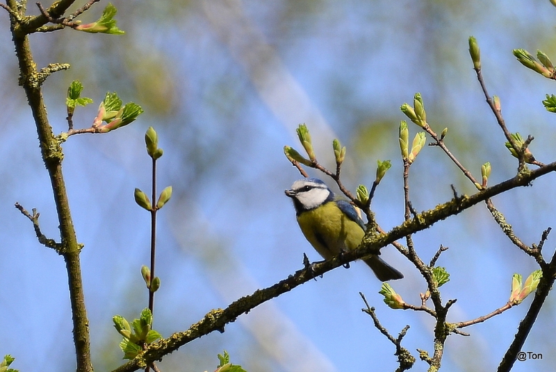 DSC_5028.JPG - Pimpelmeesje