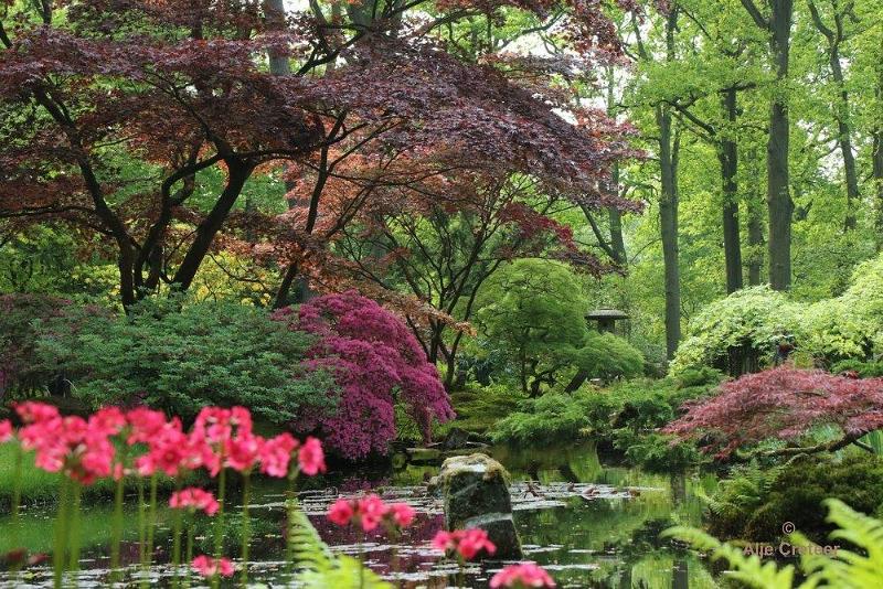 Japanse tuin 50.jpg - Japanse tuin Den Haag