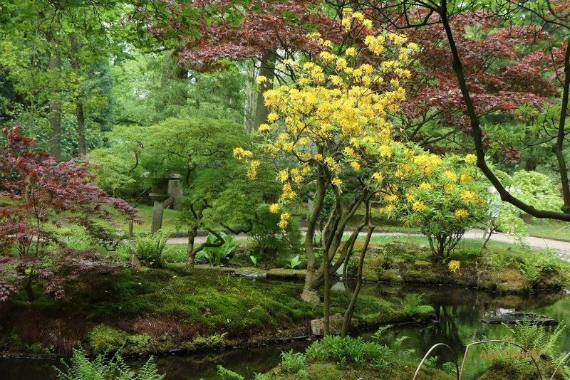 Japanse tuin 57.jpg - Japanse tuin Den Haag
