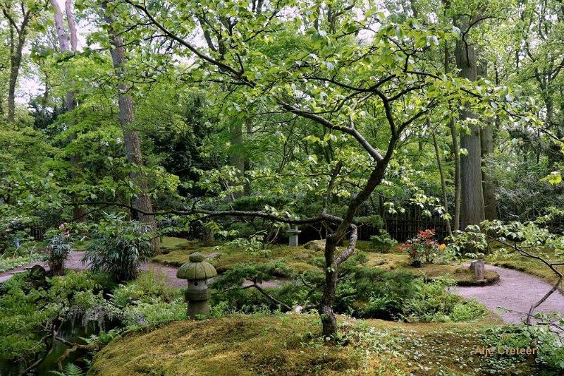 Japanse tuin 79.jpg - Japanse tuin Den Haag