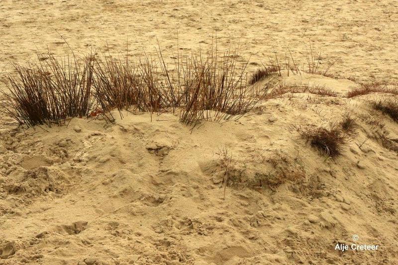 Loonse duinen   17.jpg - Loonse en Drunense duinen 2018
