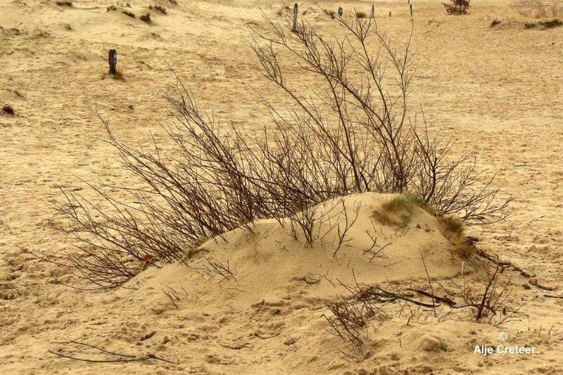 Loonse duinen   19.jpg - Loonse en Drunense duinen 2018