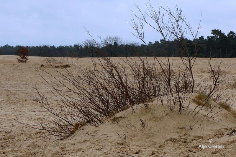 Loonse duinen   20.jpg - Loonse en Drunense duinen 2018