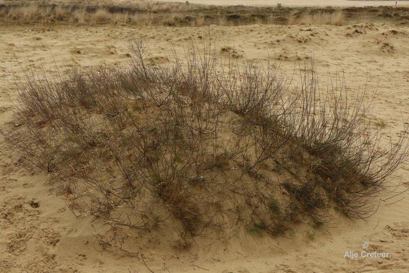 Loonse duinen   22.jpg - Loonse en Drunense duinen 2018
