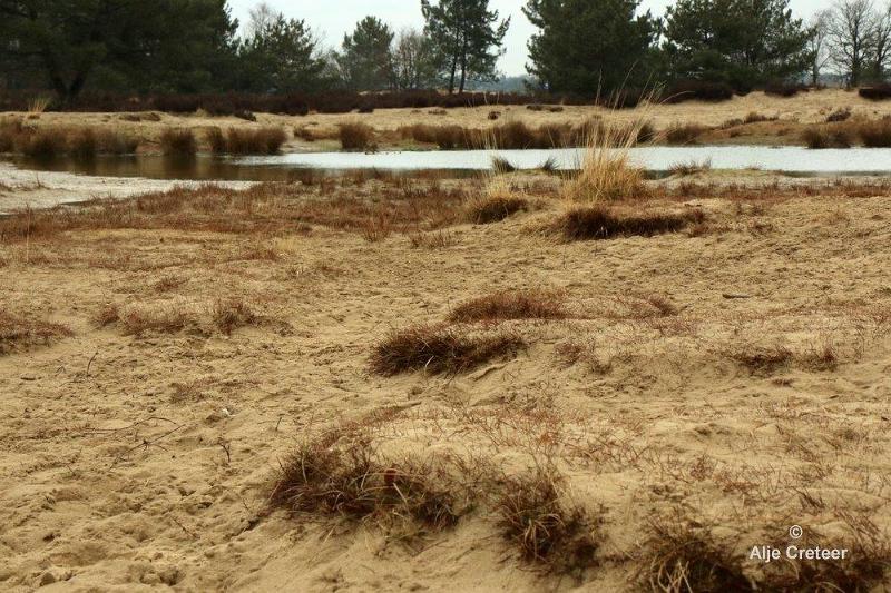 Loonse duinen   6.jpg - Loonse en Drunense duinen 2018