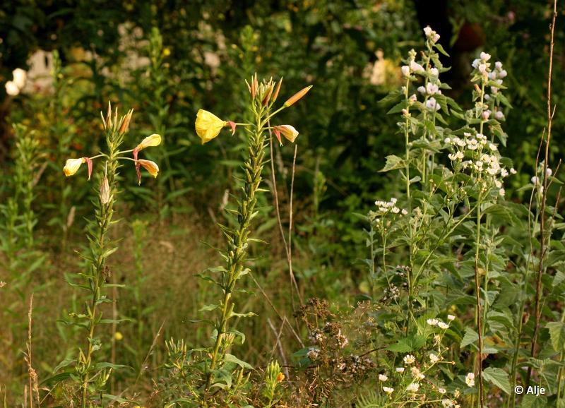 loo202110.JPG - Natuurtuin het Loo