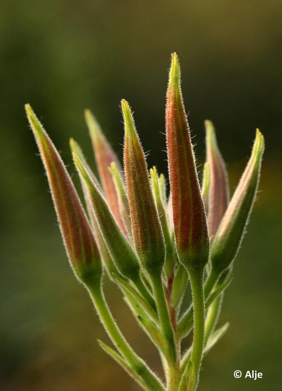 loo202114.JPG - Natuurtuin het Loo