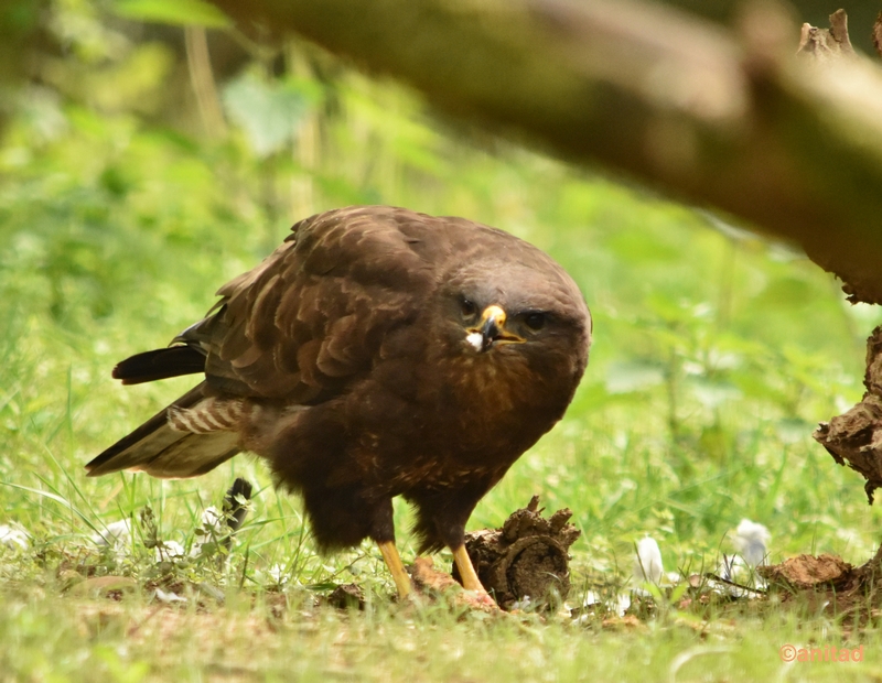 bosbewonersanita 2019 04.JPG - Bosbewoners