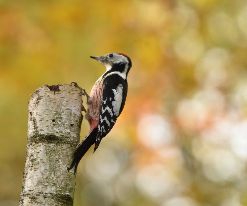 Naamloos-3.jpg - Bosbewoners in de herfst